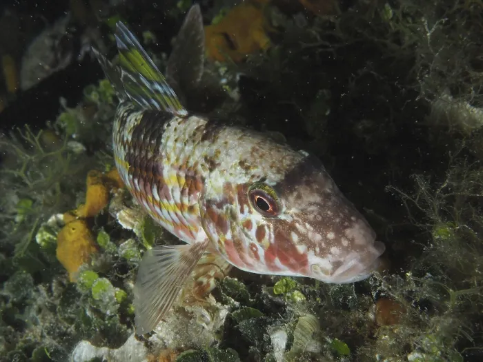 Framed Print : A colourful fish with reddish patterns