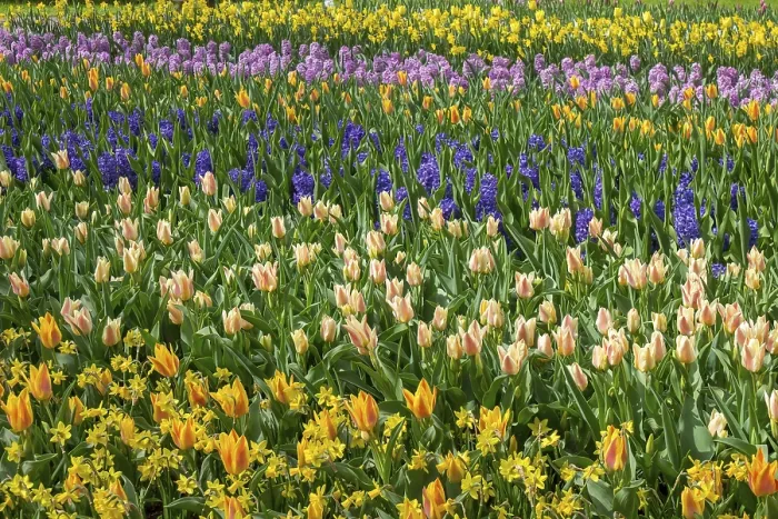Framed Print : Colourful flower bed with tulips Framed Print : Colourful flower bed with tulips