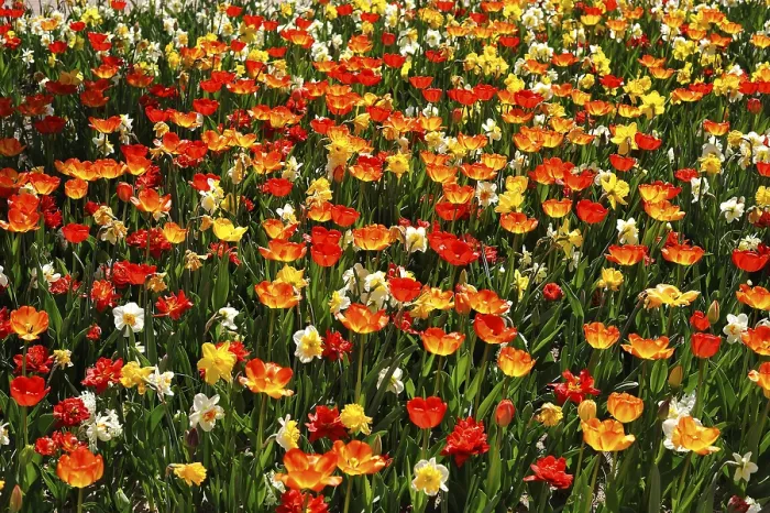 Framed Print : Colourful flower bed with tulips (Tulipa) and daffodils (Narcissus)