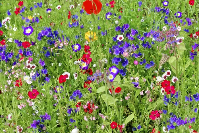Framed Print : Colourful flower field with various small flowers in full blaze of colour