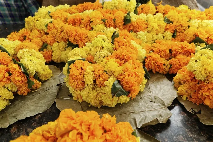 Framed Print : Colourful flower garlands of yellow and orange blossoms on a base of leaves Framed Print : Colourful flower garlands of yellow and orange blossoms on a base of leaves