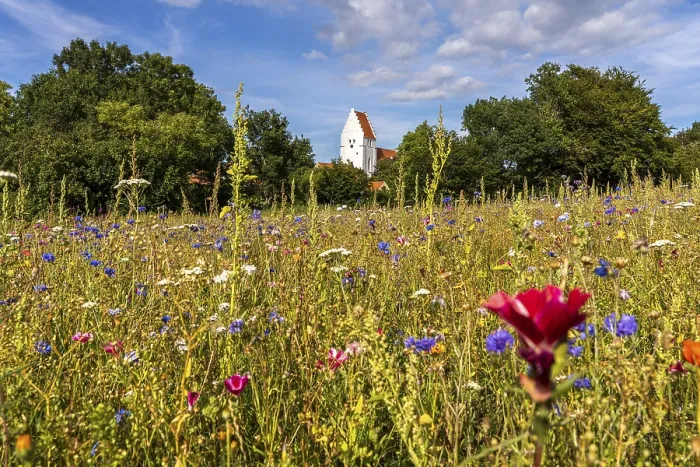 Framed Print : Colourful flower meadow in front of the church of Elmelunde