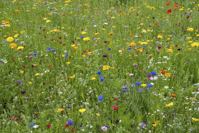Framed Print : Colourful flower meadow, Munsterland