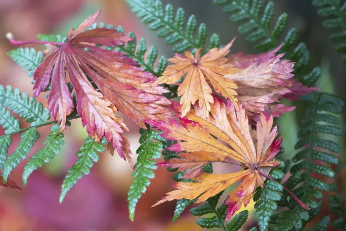 Framed Print : Colourful foliage, fullmoon maple (Acer japonicum) leaves on fern Framed Print : Colourful foliage, fullmoon maple (Acer japonicum) leaves on fern
