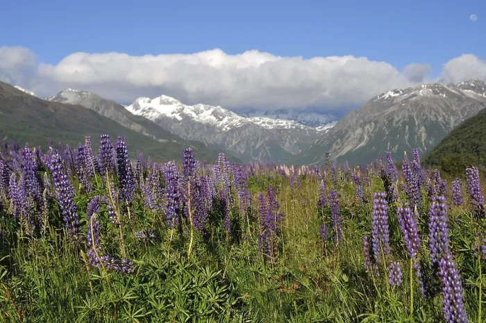 Framed Print : Colourful lupins brighten the Waimakiri Valley in Summer Framed Print : Colourful lupins brighten the Waimakiri Valley in Summer