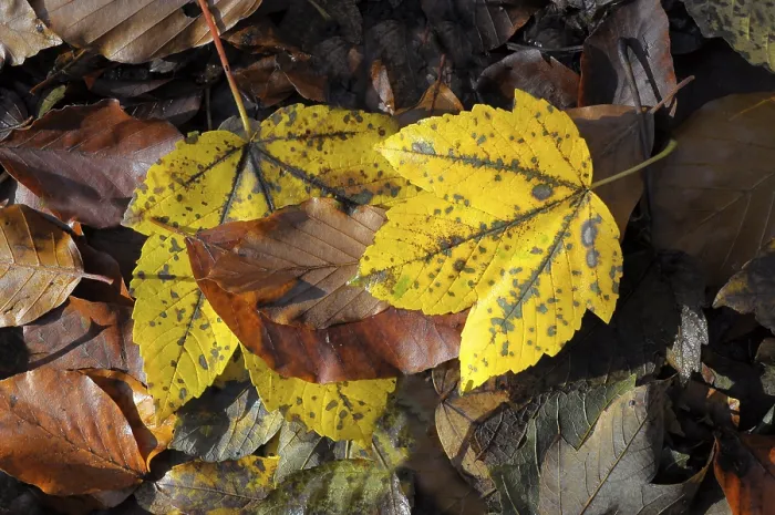 Framed Print : Colourful maple leaf in autumn forest