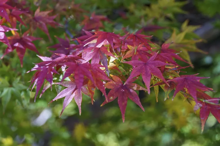 Framed Print : Colourful maple leaves in autumn forest
