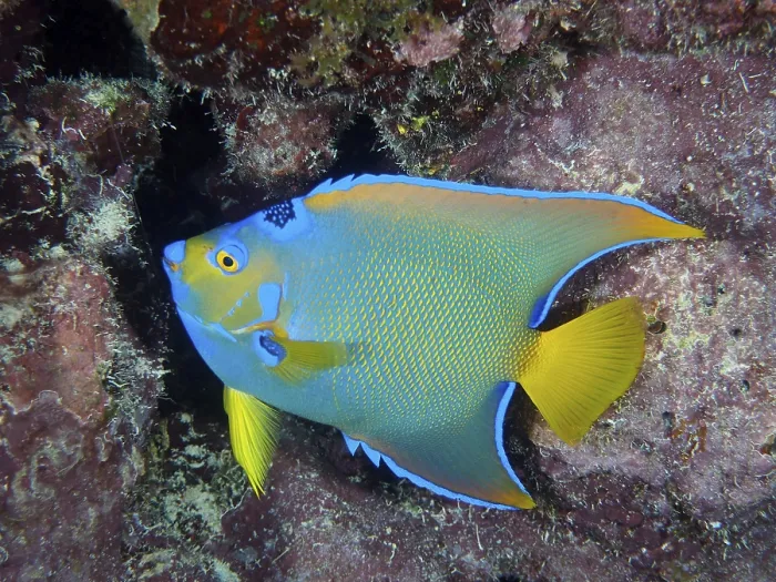 Framed Print : A colourful Marine angelfish, queen angelfish (Holacanthus ciliaris)