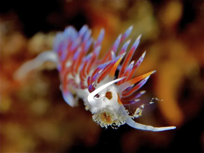 Framed Print : Colourful nudibranch with bright orange-blue colours