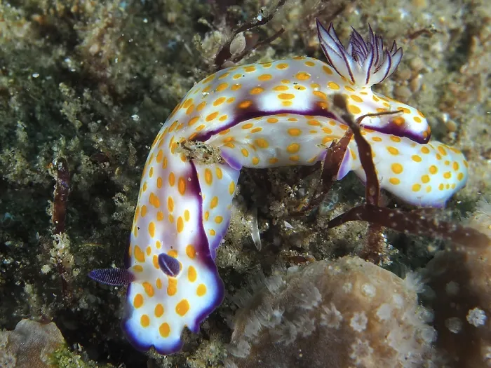 Framed Print : A colourful nudibranch with yellow dots and purple details Framed Print : A colourful nudibranch with yellow dots and purple details