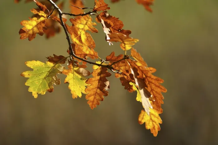 Framed Print : Colourful oak leaves in autumn Framed Print : Colourful oak leaves in autumn