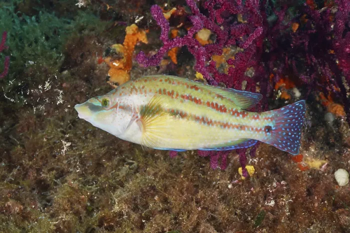 Framed Print : Colourful peacock wrapfish (Symphodus tinca)