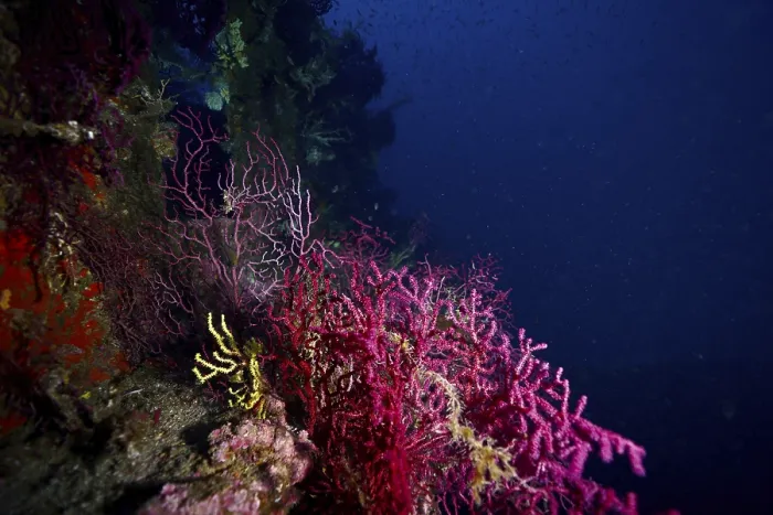 Framed Print : Colourful purple and yellow corals
