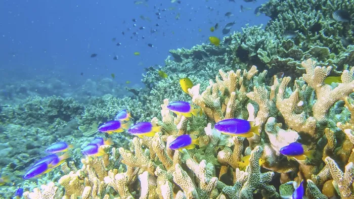 Framed Print : Colourful reef scene with, among others Framed Print : Colourful reef scene with, among others