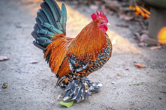 Framed Print : Colourful rooster (Gallus gallus domesticus) with striking plumage on a gravel path