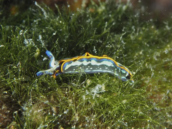 Framed Print : A colourful sea nudibranch, Hopes Elysia