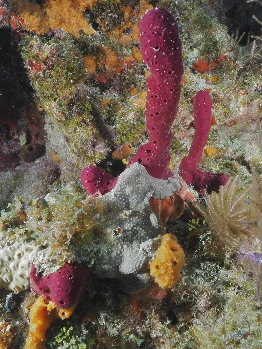 Framed Print : Colourful sea sponges in various shapes and colours