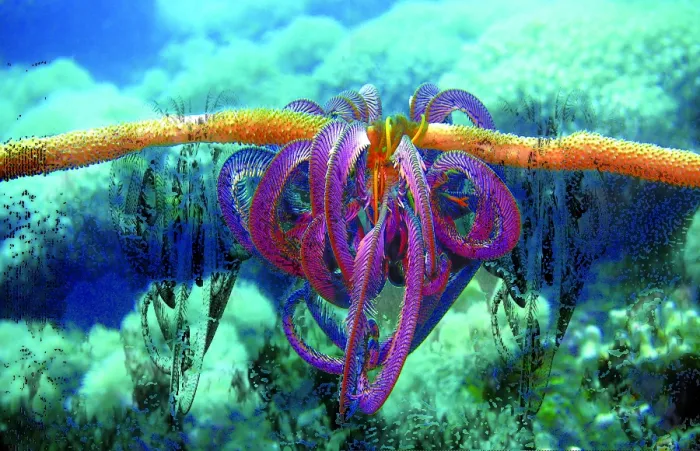 Framed Print : Colourful starfish on coral under water