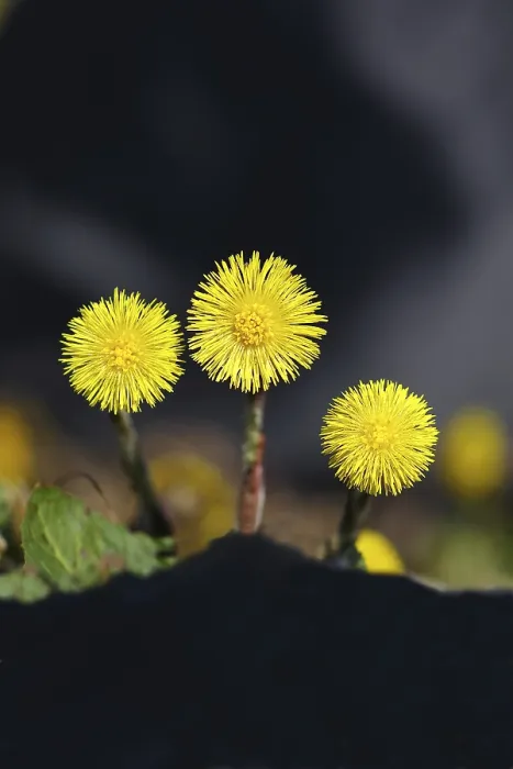 Framed Print : Coltsfoot (Tussilago farfara), flowers on a forest path