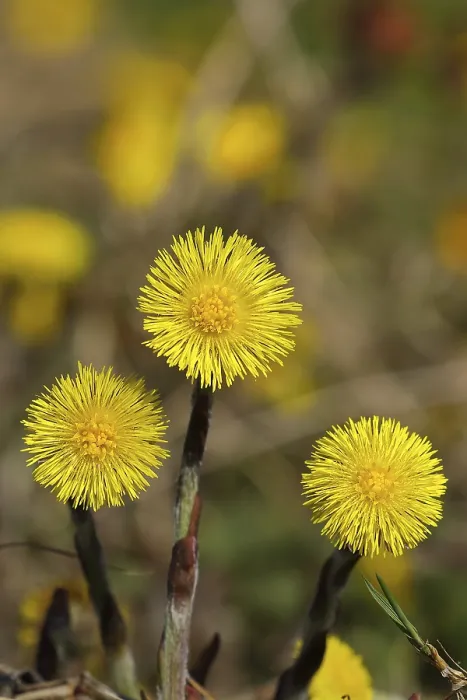 Framed Print : Coltsfoot (Tussilago farfara), flowers on a forest path