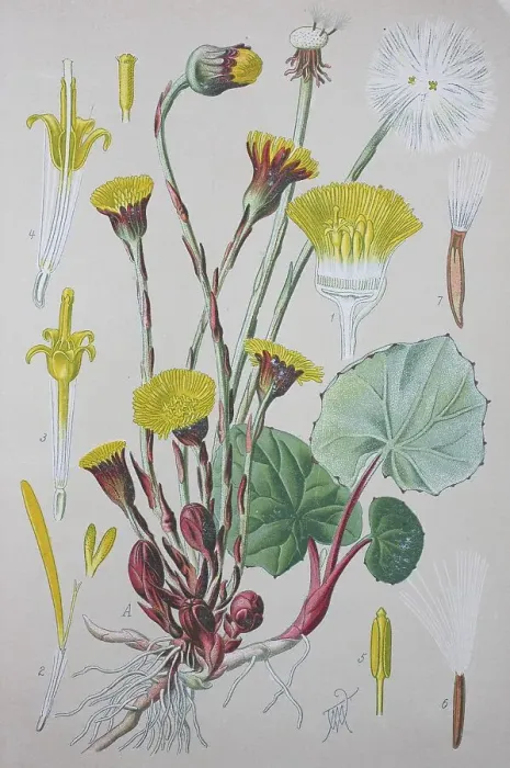 Framed Print : Coltsfoot (Tussilago farfara), historical illustration from 1885