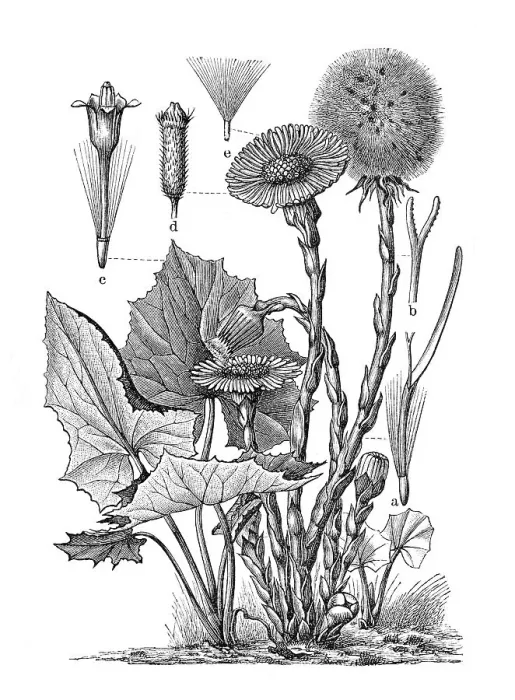 Framed Print : Coltsfoot (Tussilago farfara), historical illustration Framed Print : Coltsfoot (Tussilago farfara), historical illustration