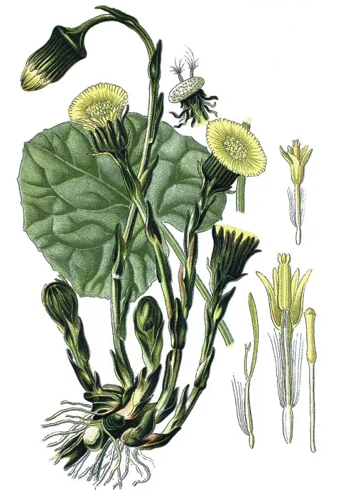 Framed Print : Coltsfoot (Tussilago farfara), a medicinal plant
