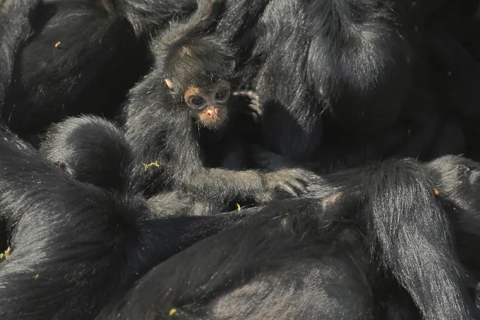 Framed Print : Columbia colombian spider monkeys (Ateles fusciceps robustus)