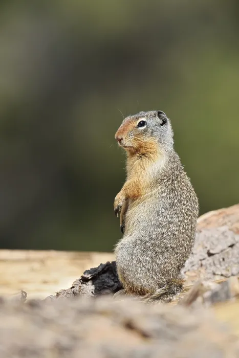 Framed Print : Columbia ground squirrel (Urocitellus columbianus) Framed Print : Columbia ground squirrel (Urocitellus columbianus)