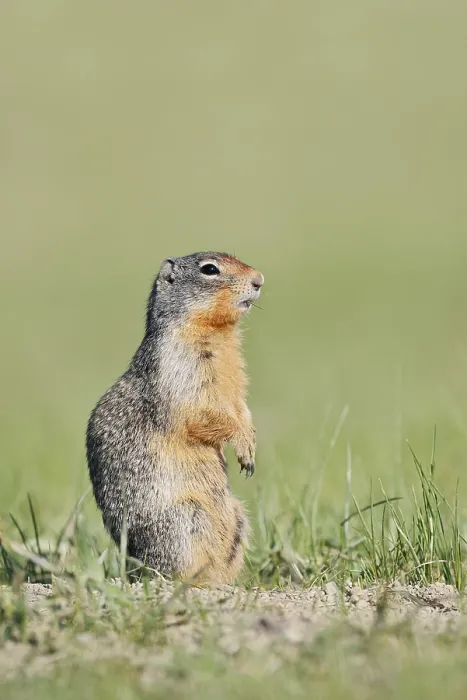 Framed Print : Columbia ground squirrel (Urocitellus columbianus) Framed Print : Columbia ground squirrel (Urocitellus columbianus)