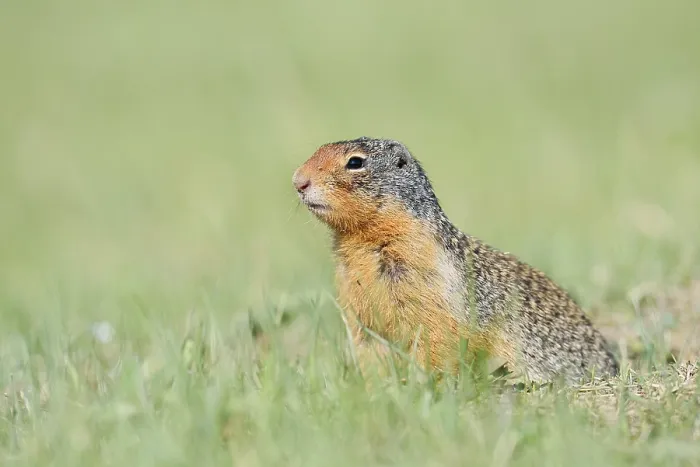 Framed Print : Columbia ground squirrel (Urocitellus columbianus)