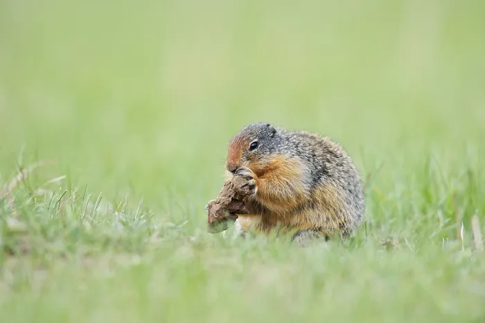 Framed Print : Columbia ground squirrel (Urocitellus columbianus) Framed Print : Columbia ground squirrel (Urocitellus columbianus)