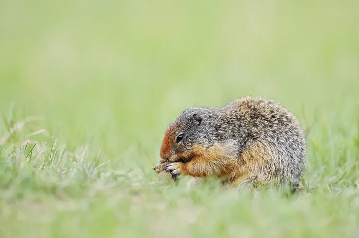 Framed Print : Columbia ground squirrel (Urocitellus columbianus)