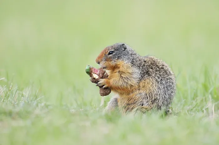 Framed Print : Columbia ground squirrel (Urocitellus columbianus) Framed Print : Columbia ground squirrel (Urocitellus columbianus)