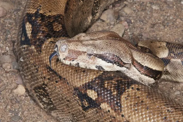 Framed Print : Columbian boa constrictor (Boa constrictor imperator)