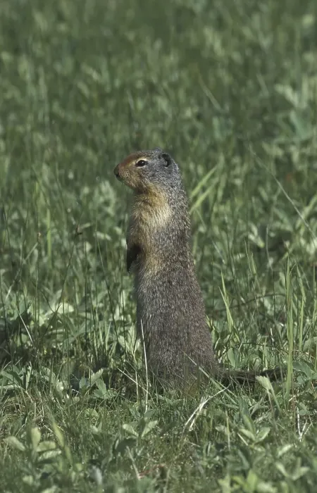 Framed Print : Columbian Ground Squirrel (Spermophilus columbianus)