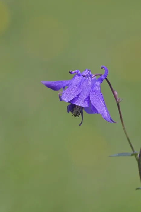 Framed Print : Columbine (Aquilegia vulgaris)
