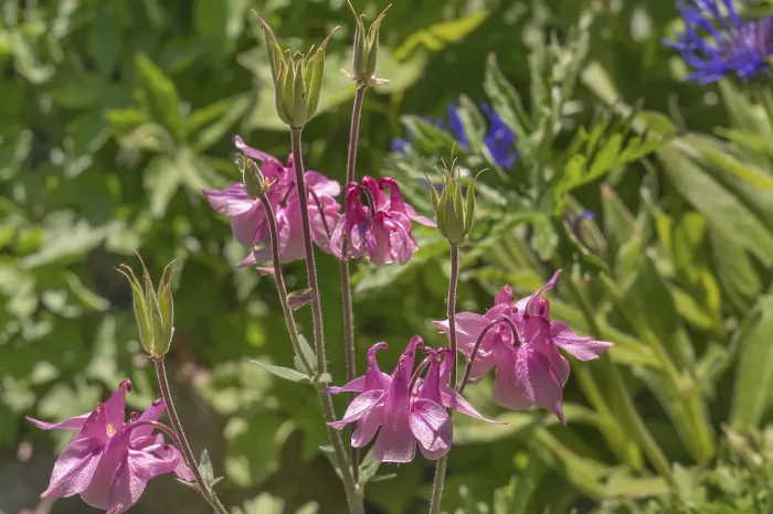 Framed Print : Columbine (Aquilegia vulgaris)
