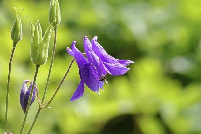 Framed Print : Columbine (Aquilegia vulgaris)
