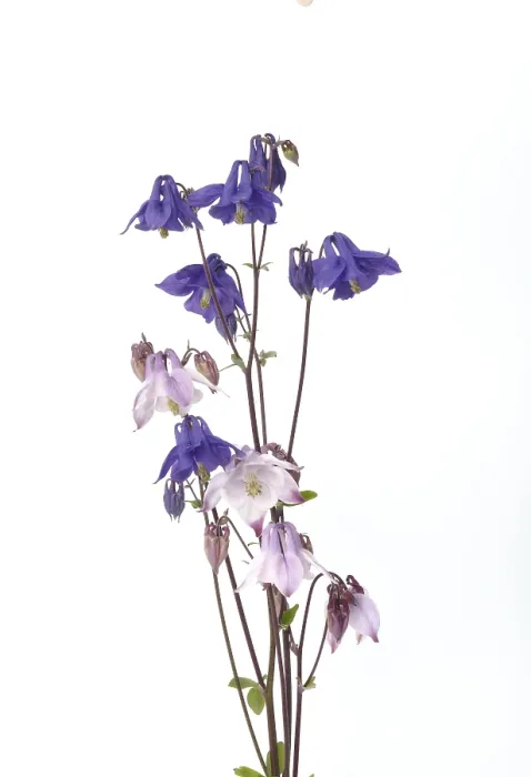 Framed Print : Columbines on a white background Framed Print : Columbines on a white background