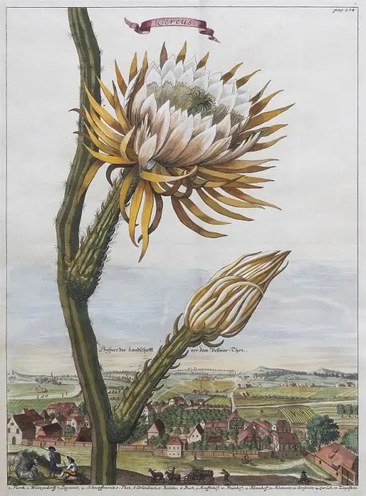 Framed Print : Columnar cactus (Cereus), hand-coloured copperplate engraving from Nuernbergische Hesperides