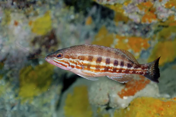 Framed Print : Comber (Serranus cabrilla), El Cabron Marine Reserve Dive Site
