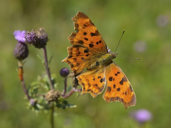 Framed Print : Comma Butterfly (Polygonia c-Album)