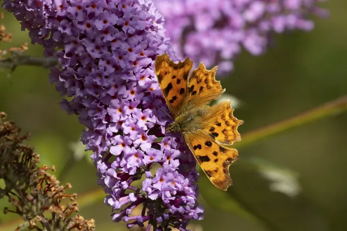 Framed Print : Comma butterfly (Polygonia c-album) adult insect feeding on garden purple Buddleja or Buddleia plant flowers in summer Framed Print : Comma butterfly (Polygonia c-album) adult insect feeding on garden purple Buddleja or Buddleia plant flowers in summer