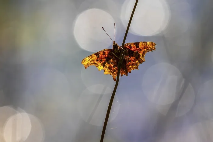 Framed Print : Comma (Polygonia c-album) perched on a grass stem