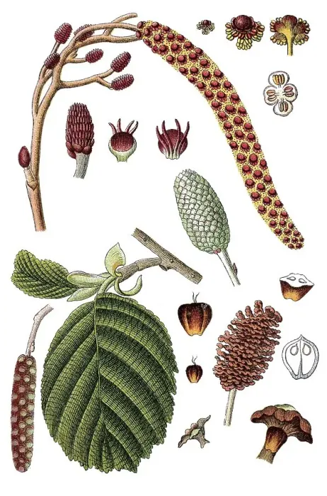 Framed Print : Common Alder (Alnus glutinosa) Framed Print : Common Alder (Alnus glutinosa)