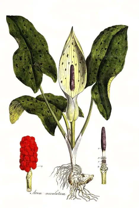 Framed Print : Common arum (Arum maculatum), digitally restored reproduction of an original from the 19th century Framed Print : Common arum (Arum maculatum), digitally restored reproduction of an original from the 19th century