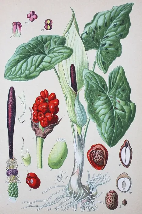 Framed Print : Common Arum (Arum maculatum), historical illustration from 1885