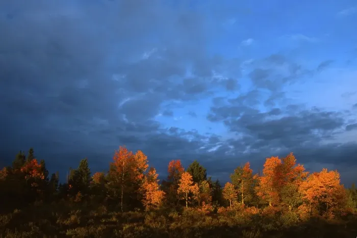 Framed Print : Common Aspen trees (Populus tremula) under a dramatic autumn sky