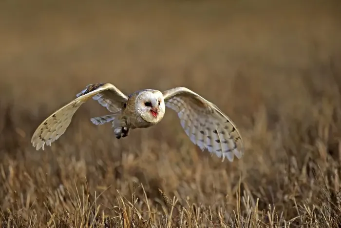 Framed Print : Common barn owl (Tyto alba), adult